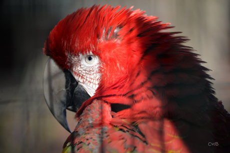 Prachtige rode papagaai 