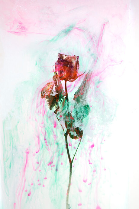 Painterly Photograph of a Rose