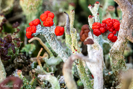 Rood bekermos