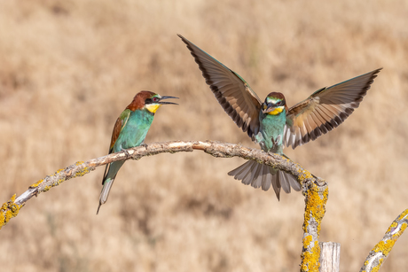Wat heb je meegebracht. 