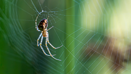 Zomerwielwebspin