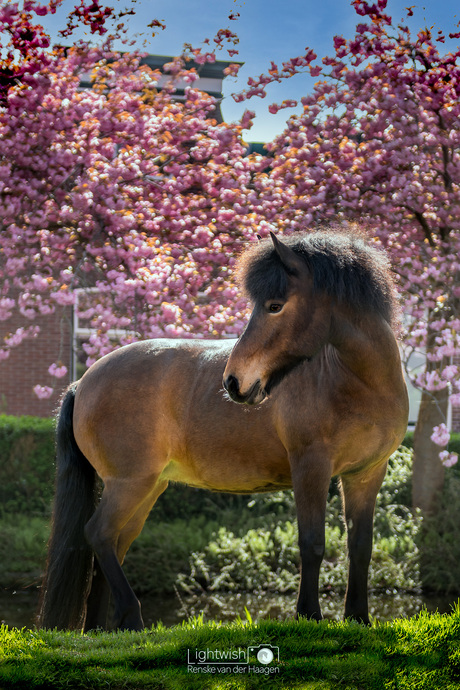 Paard & bloesem