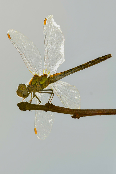 Steenrode heidelibel…