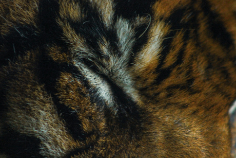 Close up tiger