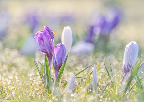 Glinsterende Voorjaarsgroet.
