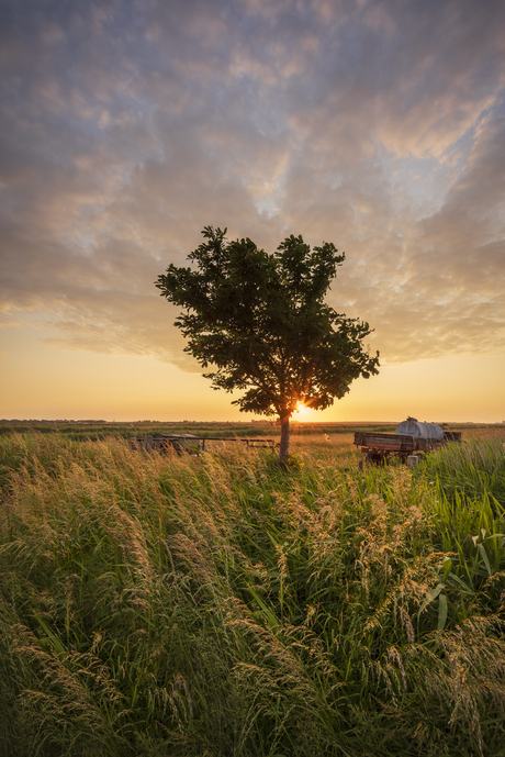 Golden Sunset 