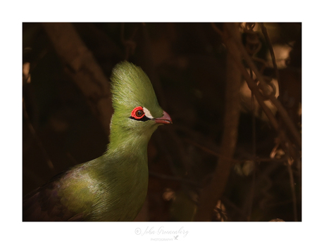 Green Turaco