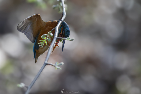 Mislukte landing van ijsvogel