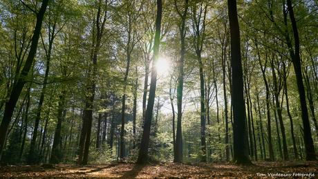 Zonnige ochtend in het bos