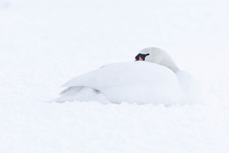 Rustende zwaan