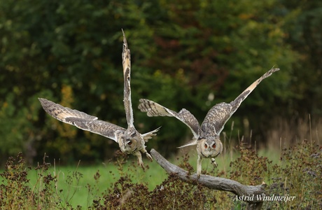 Ransuilen vliegen tegelijk weg 
