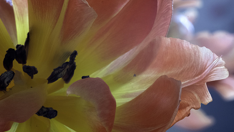 tulp