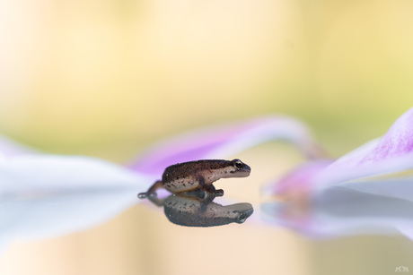 Kleine watersalamander 