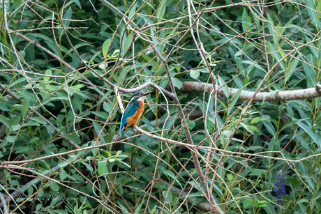 KingFisher