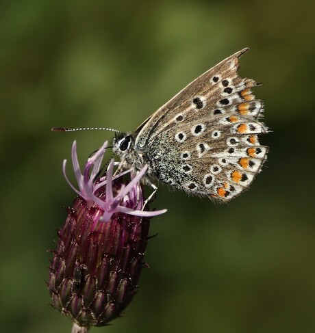 Icarusblauwtje op distelbloem!