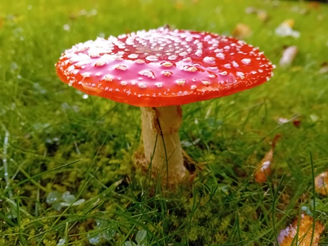 Rood met witte stippen 