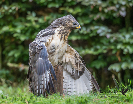 De buizerd.
