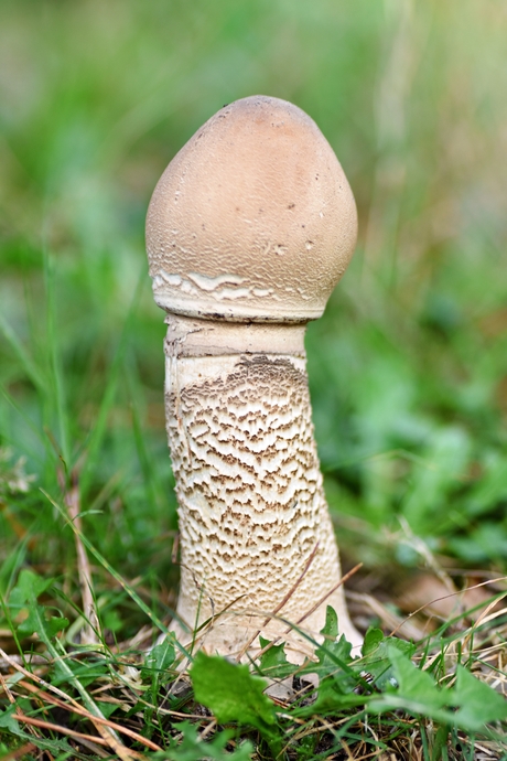 jonge paddenstoel