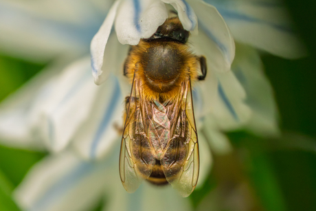 Bloemetje en bijtje.