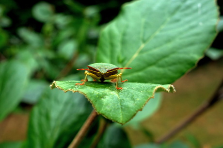 Tuinbeesten