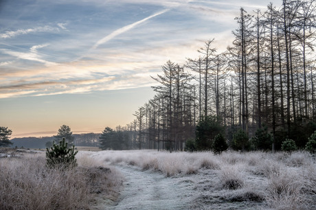 Koude heide