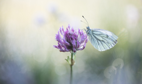little white veined