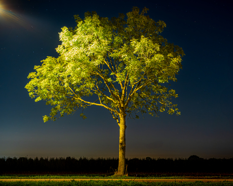 Boom in lantaarnlicht 