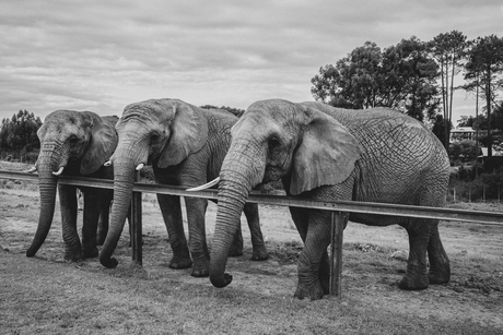 Olifanten ~ zuid Afrika 