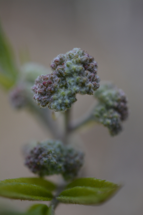 Asserbos, Assen, Nederland
