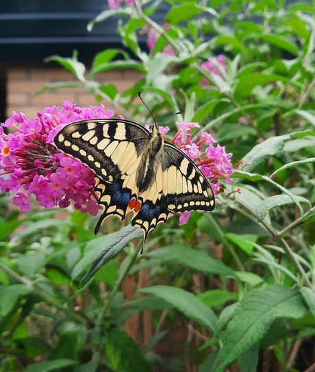 Koninginnepage in onze tuin in kampen 