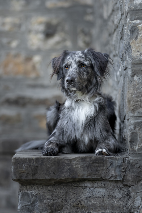 Max - hond met dorpje toon in toon