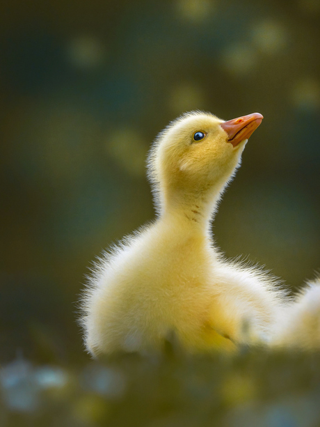.The Cutest