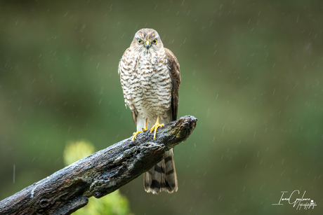 Sperwer in de "rain" 