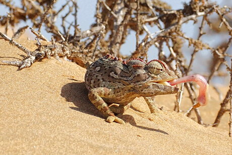 Woestijnkameleon