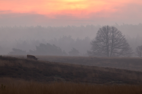 Koude ochtend op Veluwezoom