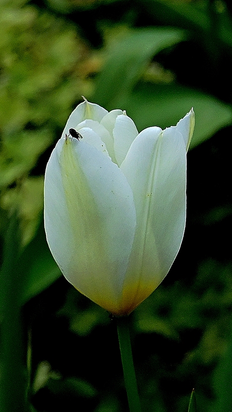 Tulp