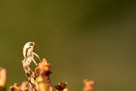 Gewone kameleonspin (Misumena vatia) spuit spinrag