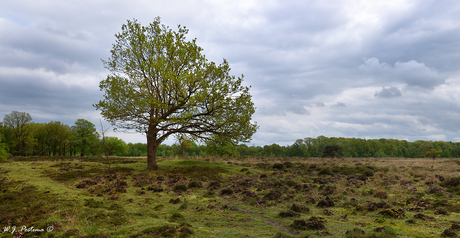 Single tree.