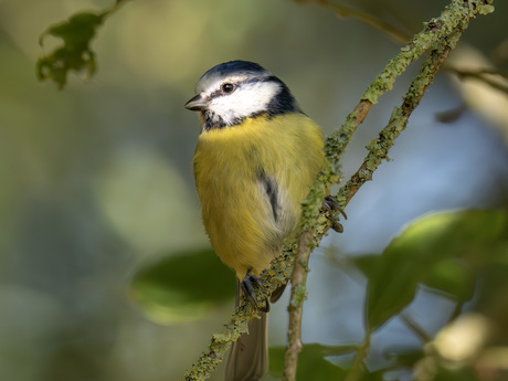 Pimpelmees, Blue Tit (Cyanistes caeruleus)