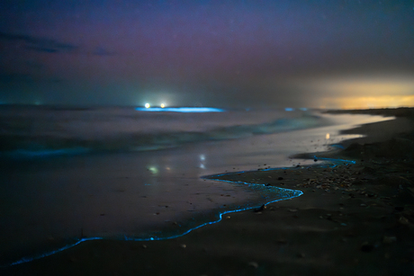Zeevonk met lichtelijk Noorderlicht in Petten