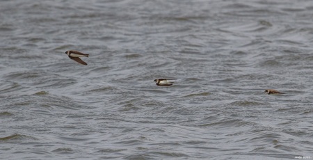 Overzwaluwen - Oeverzwaluw. - foto door ikjel op 04-05-2021 - deze foto bevat: oeverzwaluw, vogels, vlucht, water, vloeistof, vogel, bek, vloeistof, meer, watervogels, eenden, ganzen en zwanen, zeevogel, oplosmiddel