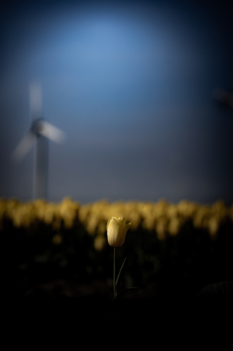 The march of the Tulips 
