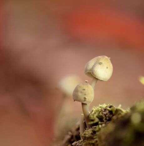 Paddenstoeltje in prachtig herfstbos