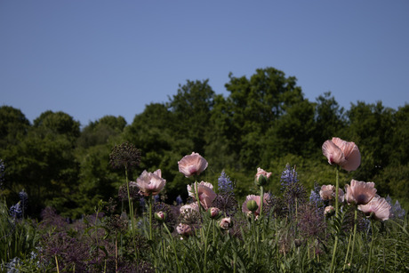 Roze klaproos