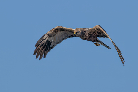 Bruine kiekendief (m)