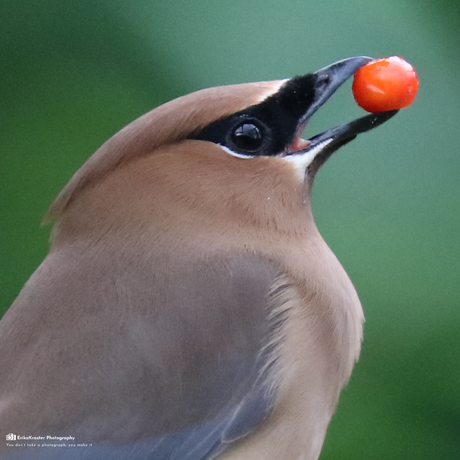 Pestvogel