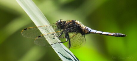 Libellula 