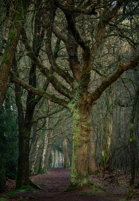 Zie door het bos de boom
