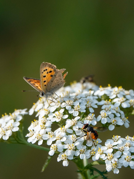 Nog even een zomers plaatje!🦋