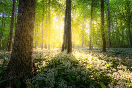 Zonsopgang 